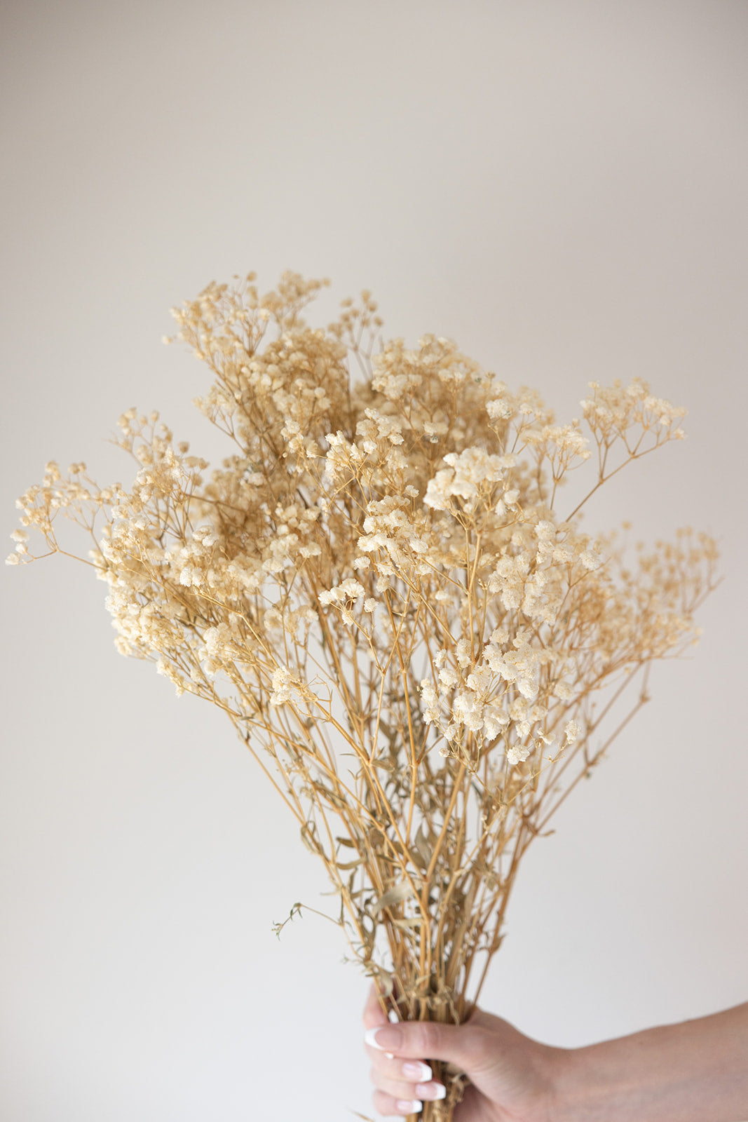Preserved Baby’s Breath