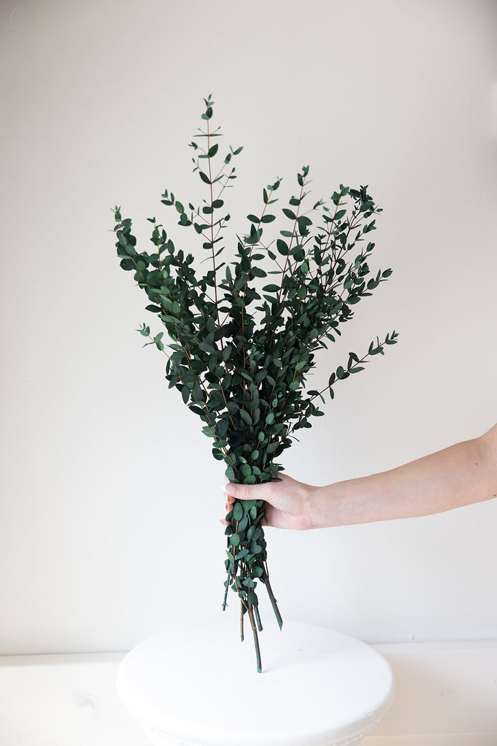 Parvifolia Preserved Eucalyptus