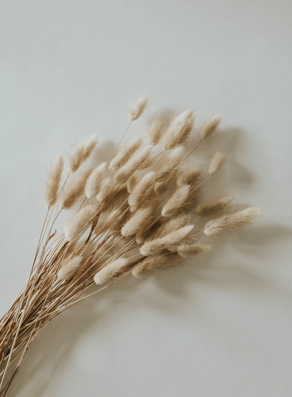 Close up of natural bunny tails for By Two Fields