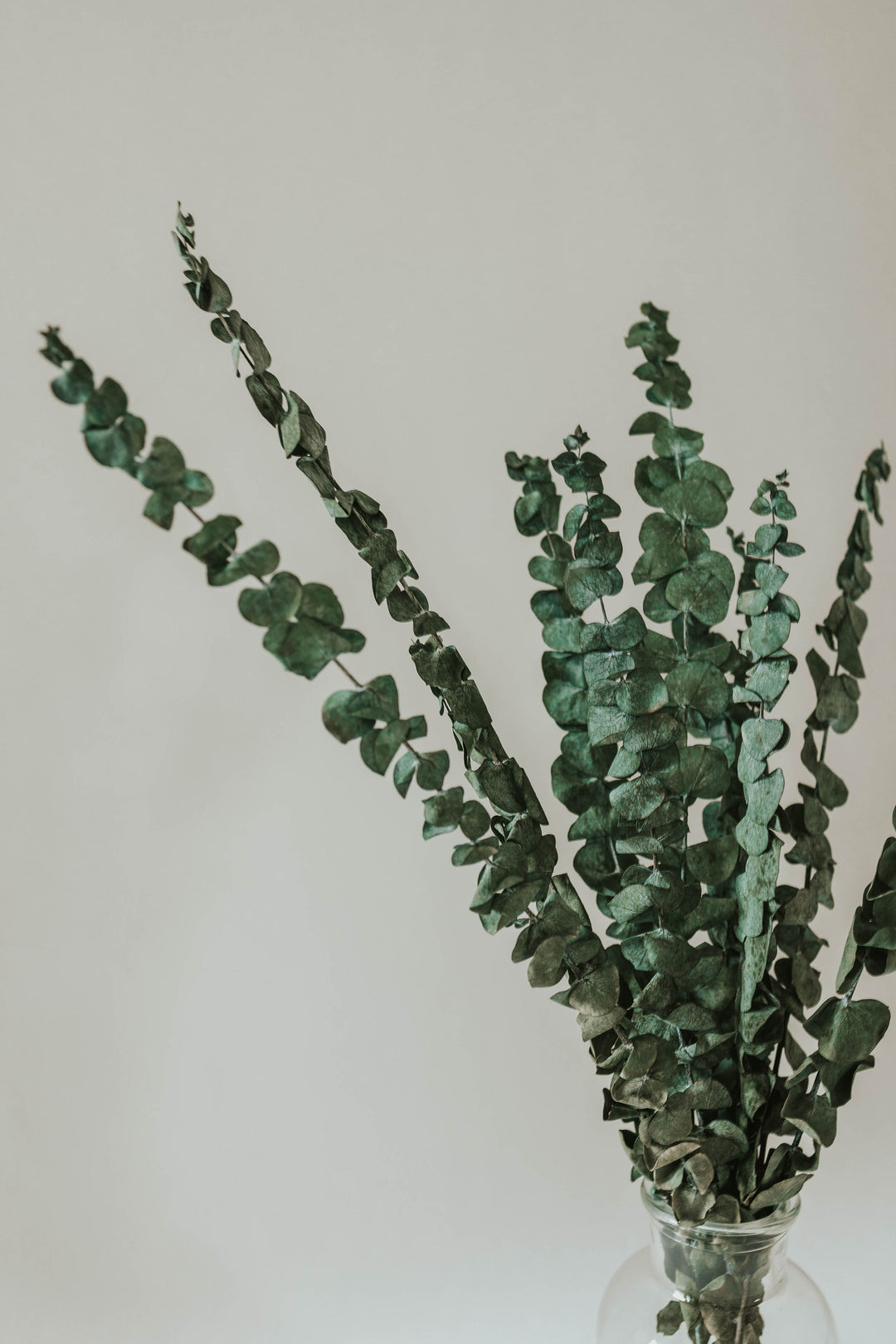 Close up of green preserved eucalyptus for By Two Fields