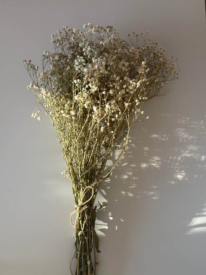 Preserved Baby’s Breath