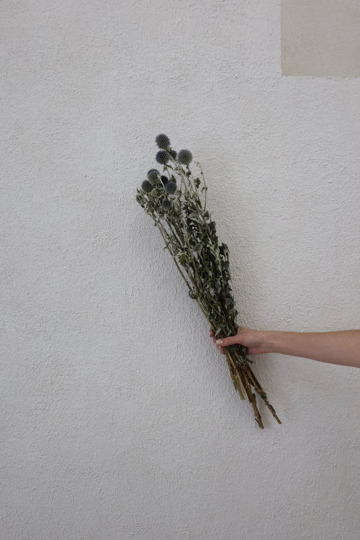 Blue Dried Thistles