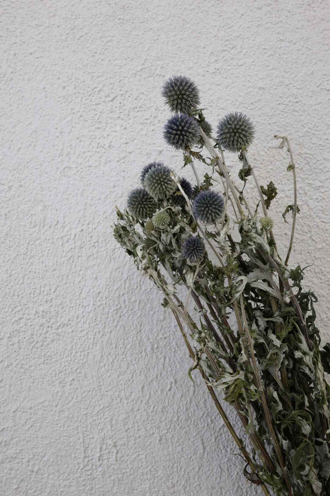 Blue Dried Thistles