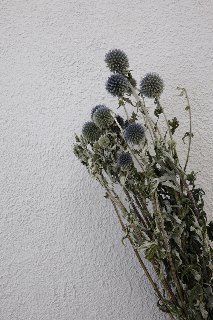 Blue Dried Thistles