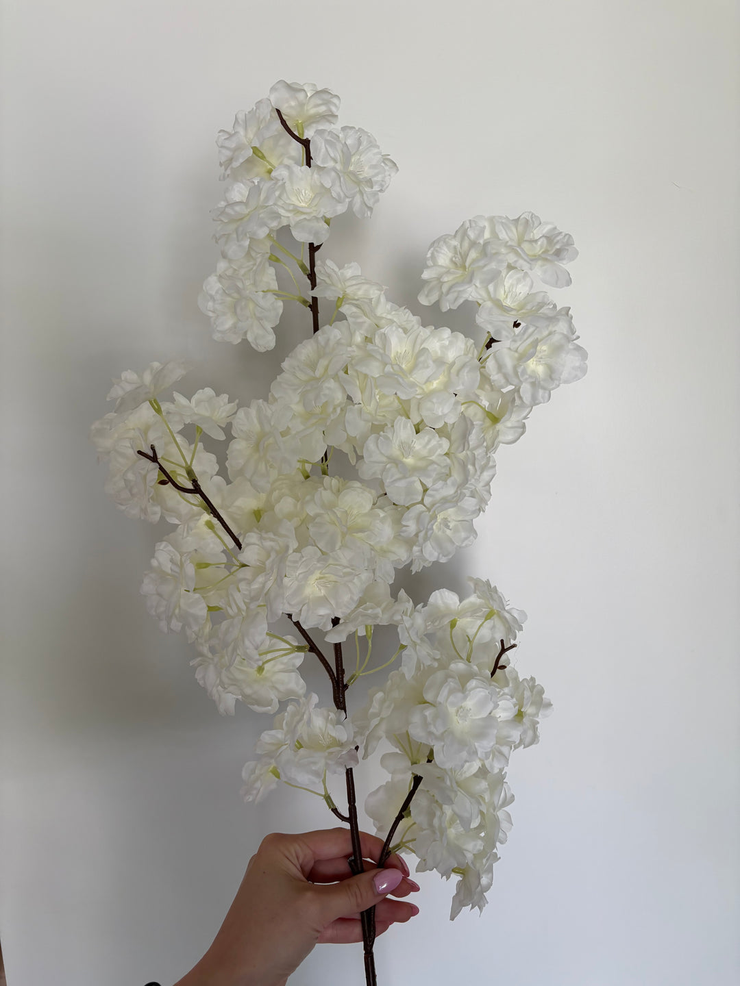 Cherry Blossom Stems