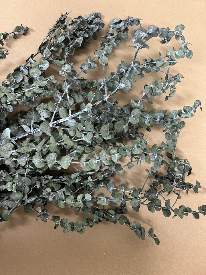 Imperfect Eucalyptus Bundles