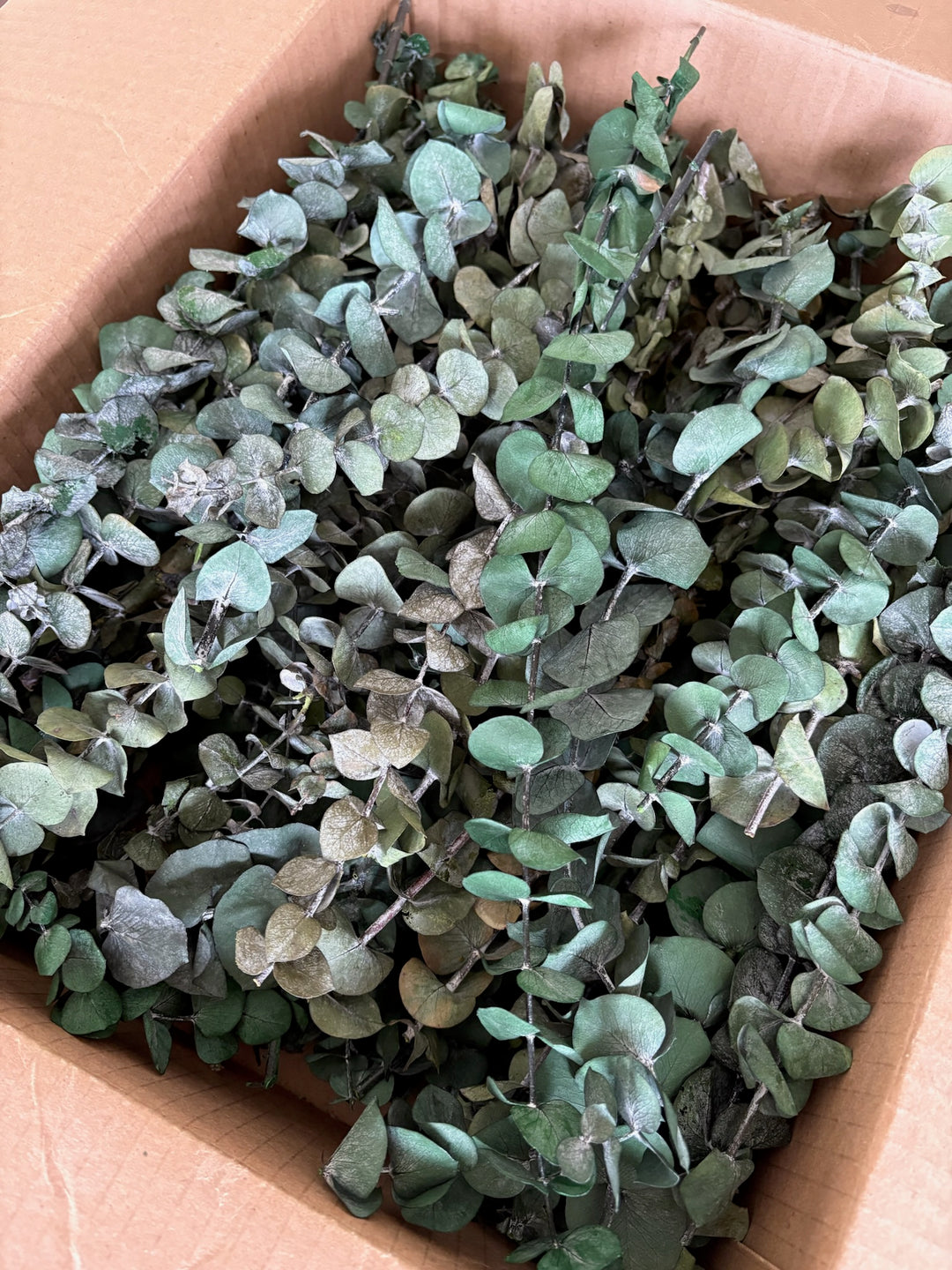 Box of Trimmed Eucalyptus