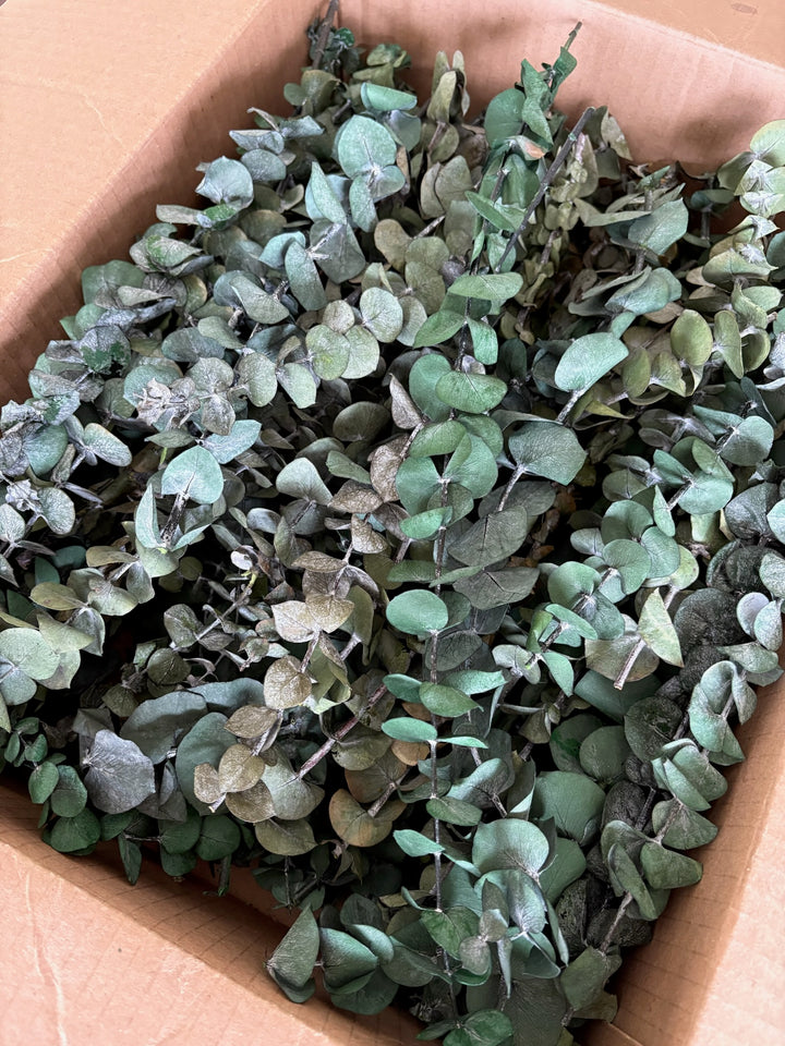 Box of Trimmed Eucalyptus