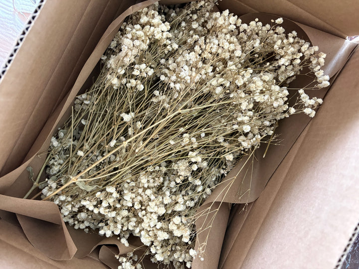 Trimmed Baby’s Breath – Box