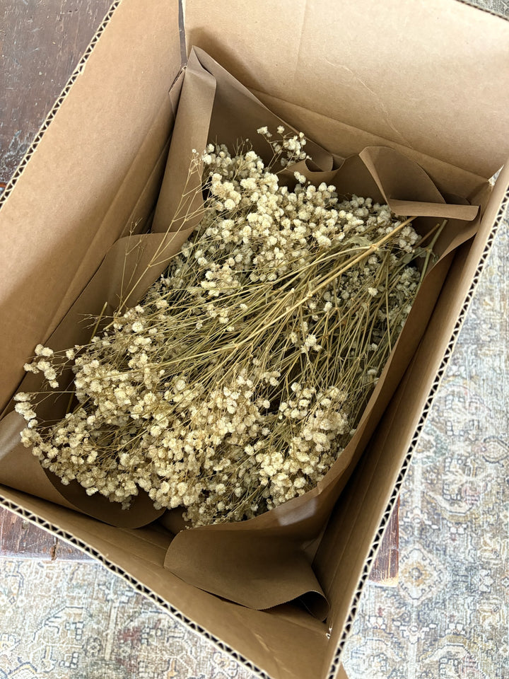 Trimmed Baby’s Breath – Box