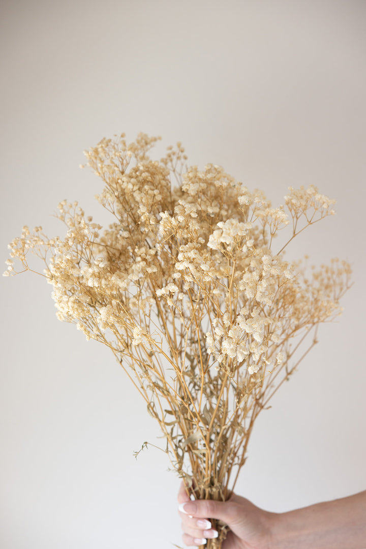 Preserved Baby’s Breath