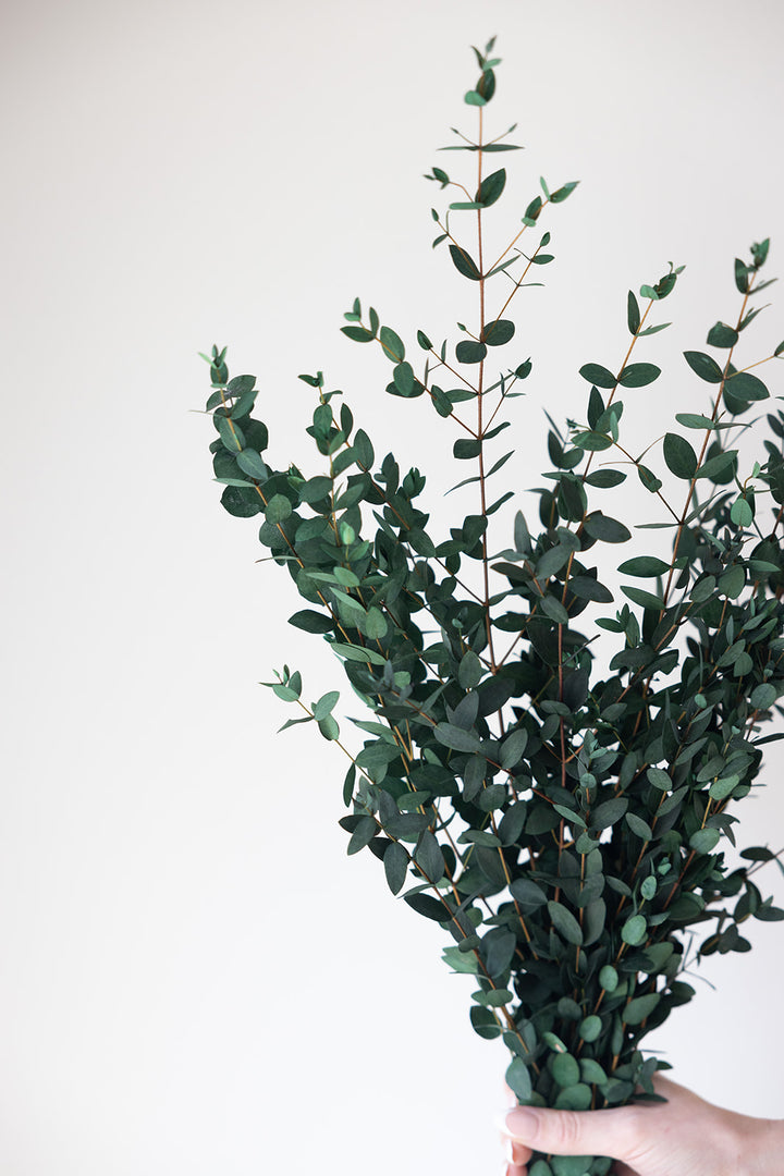 Parvifolia Preserved Eucalyptus