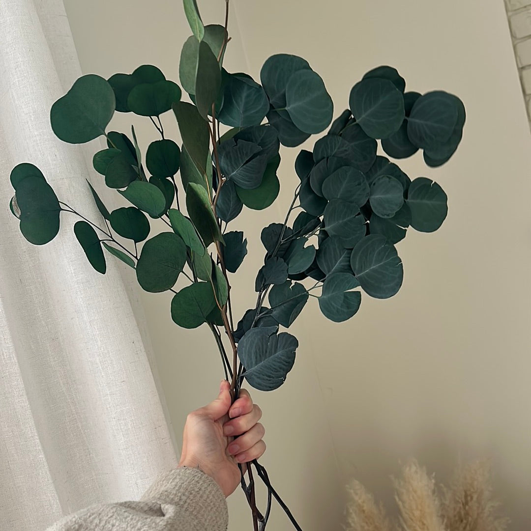 Okaliptus Yağı Saç