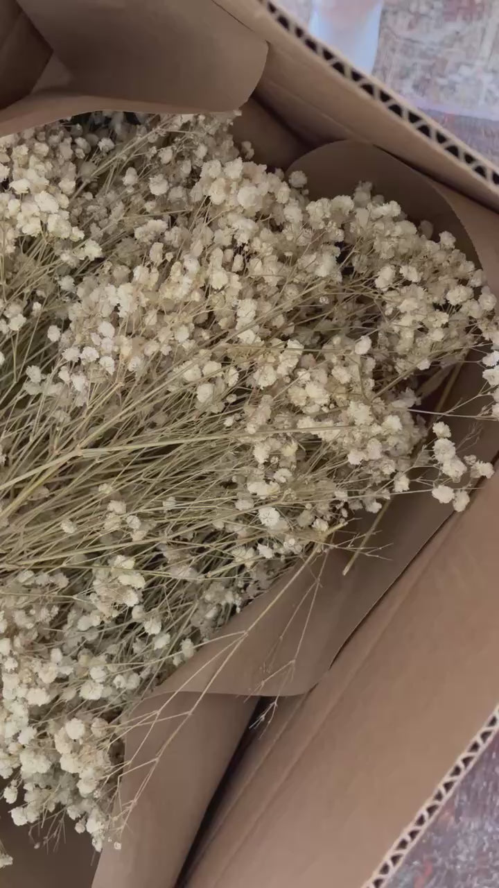 Trimmed Baby’s Breath – Box