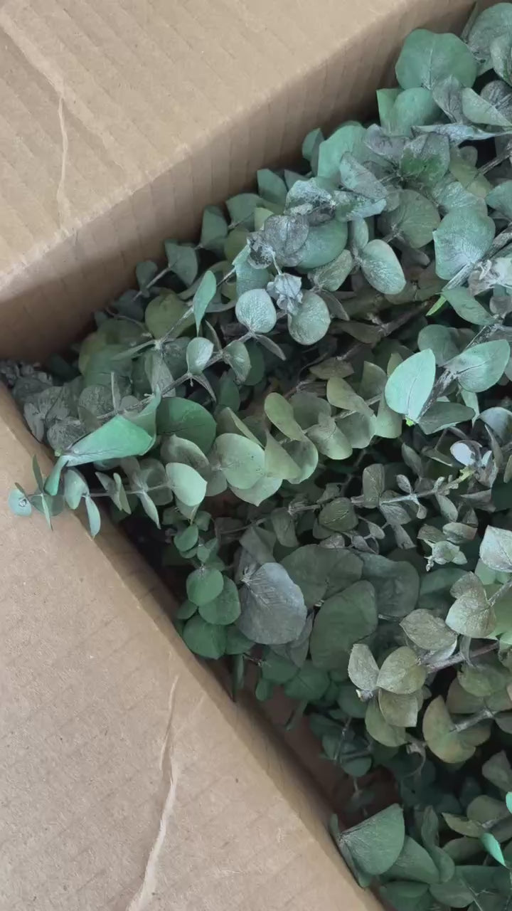 Box of Trimmed Eucalyptus