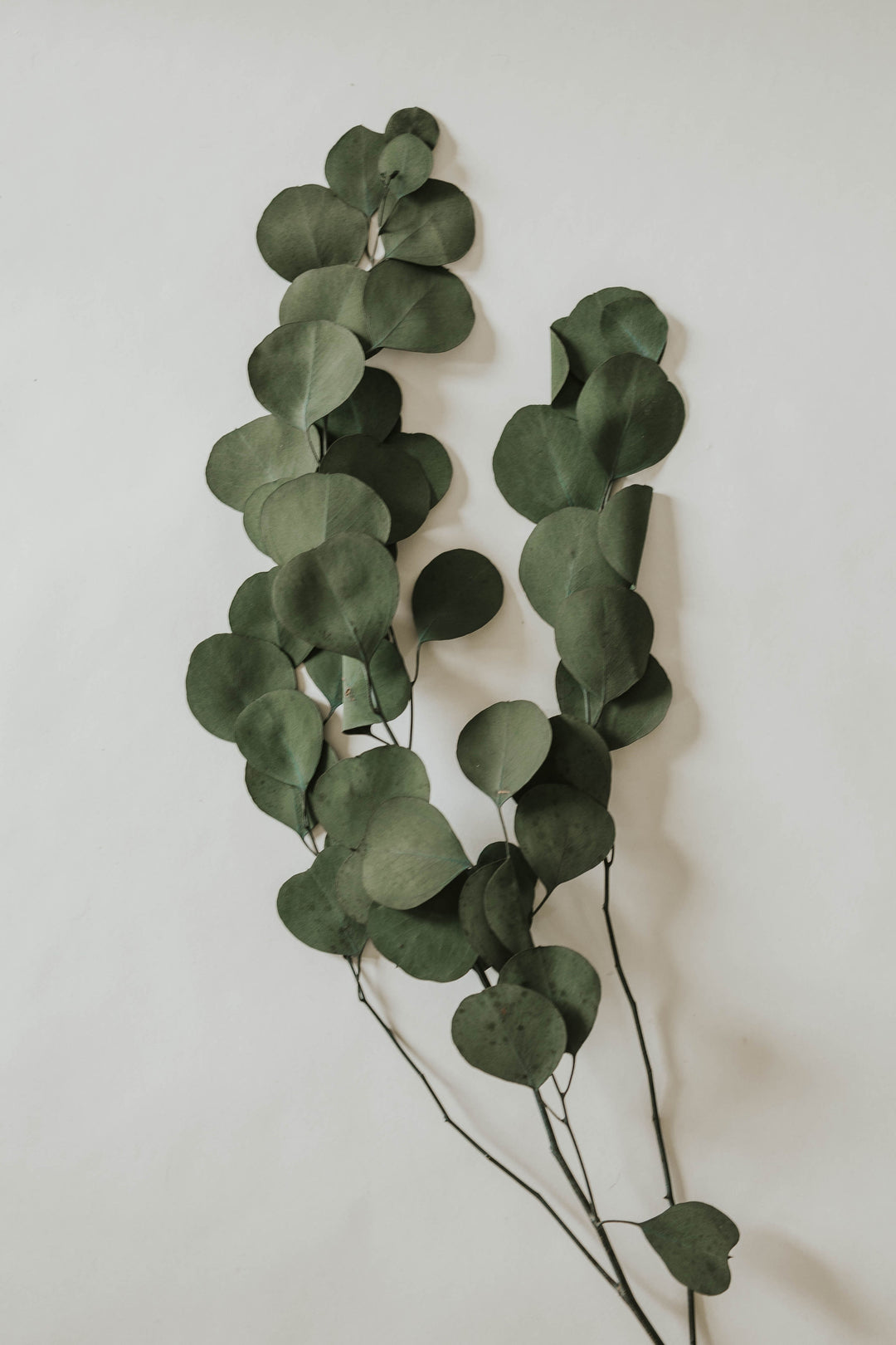 Closeup of preserved green eucalyptus from By Two Fields